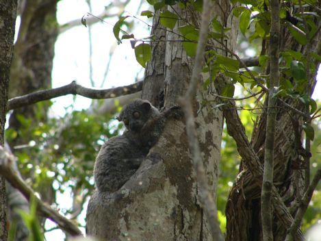 黥基•德•贝马拉哈自然保护区