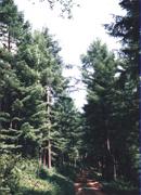 辽河源国家森林公园