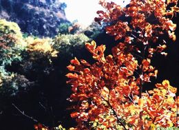 朝阳清风岭风景区